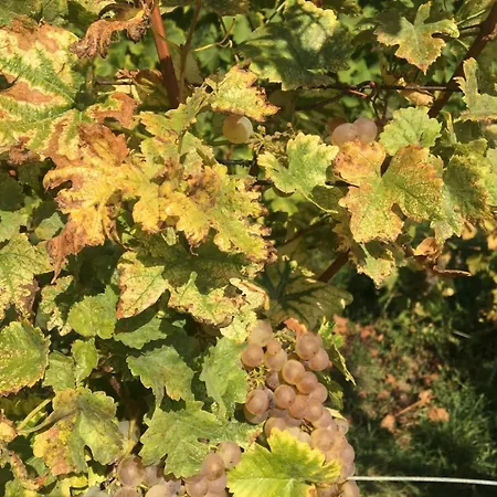 Apartment Tiny House - Terrasse - Garten - Wlan - Netflix - Ebikes - Parkmoeglichkeiten *