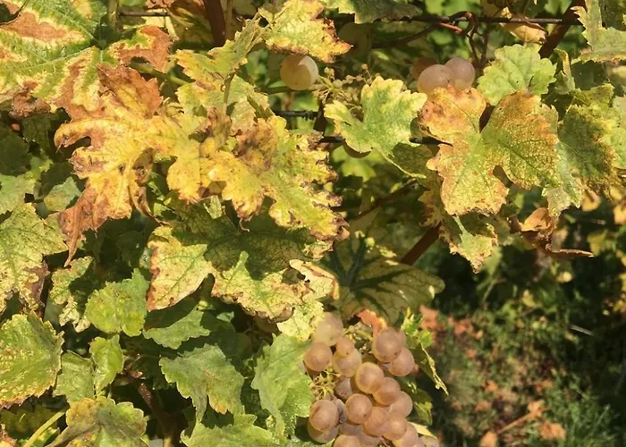 Appartamento Tiny House - Terrasse - Garten - Wlan - Netflix - Ebikes - Parkmoeglichkeiten *